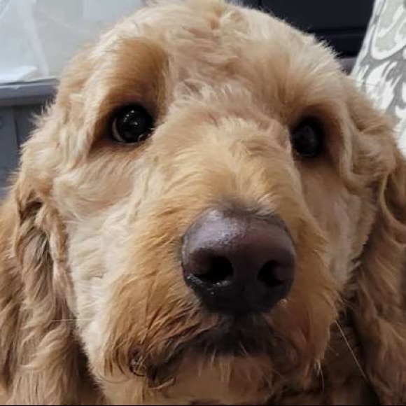 Meet your Posher, Michael - Picture 1 of 1